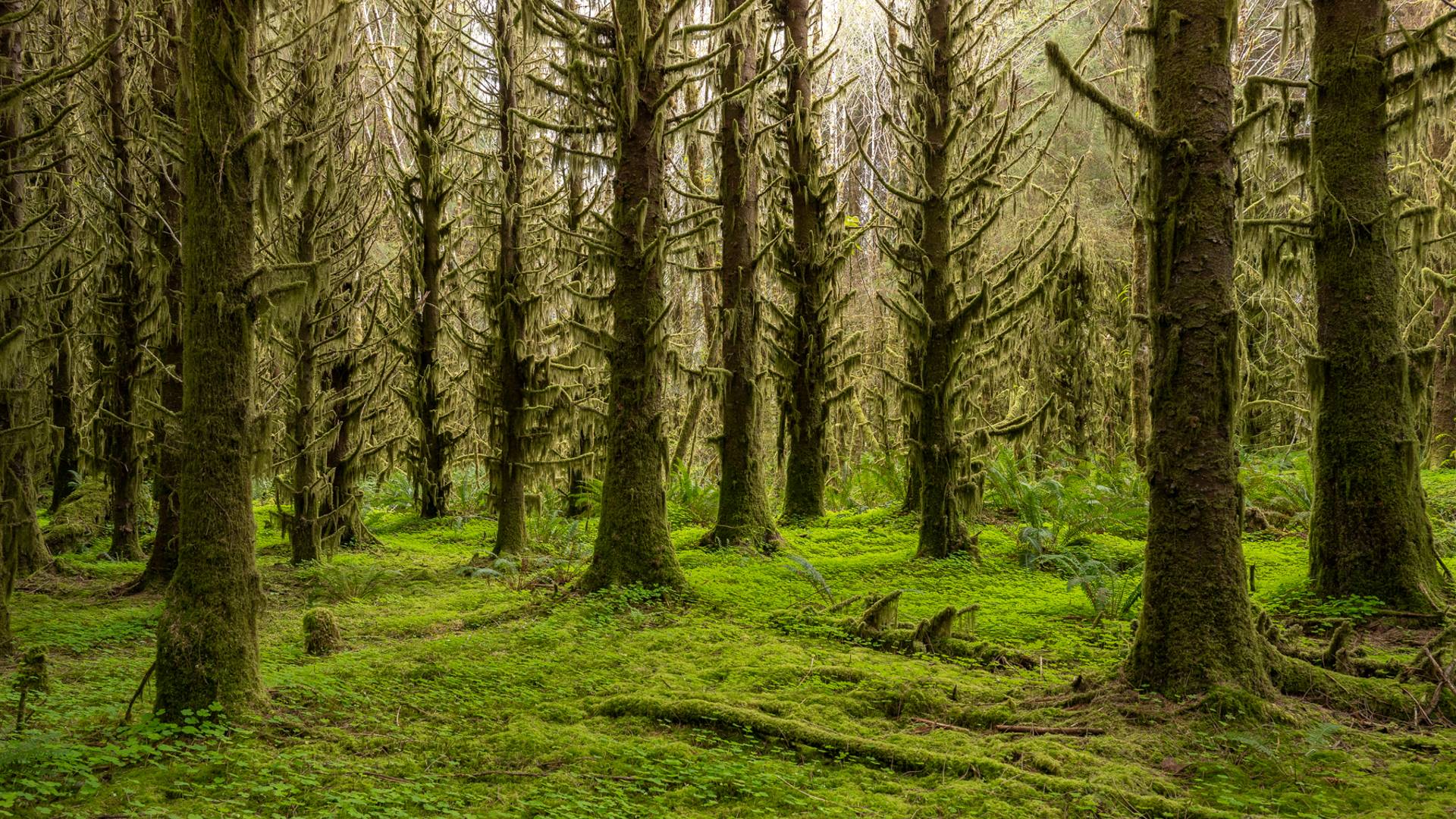 Olympic National Park