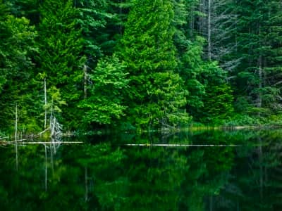 New spring green forest