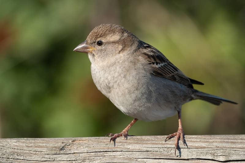 A small sparrow perched on a wooden railing