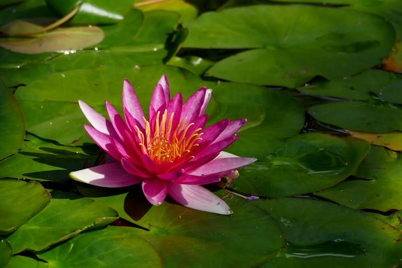 A pink flower sitting on top of green leaves