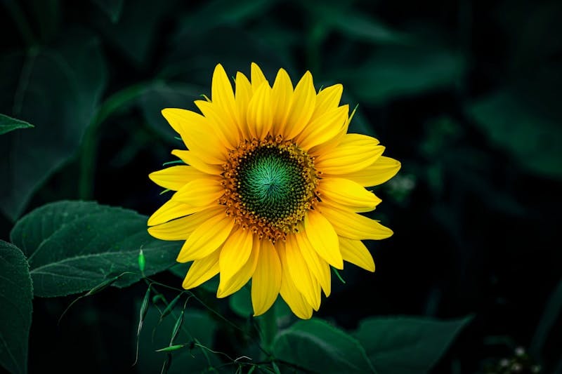 A yellow sunflower with a green center surrounded by green leaves