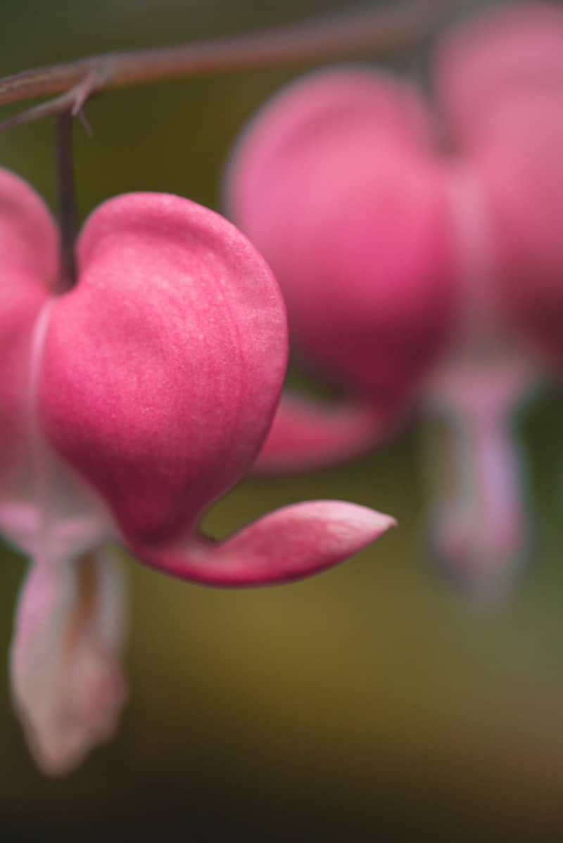Delicate pink bleeding heart flower against a blurred green background