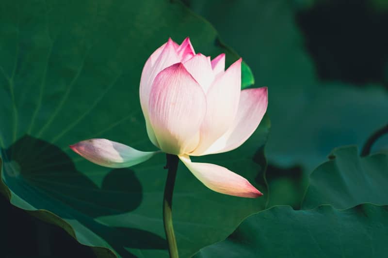 A delicate pink lotus flower blooms amidst green leaves.