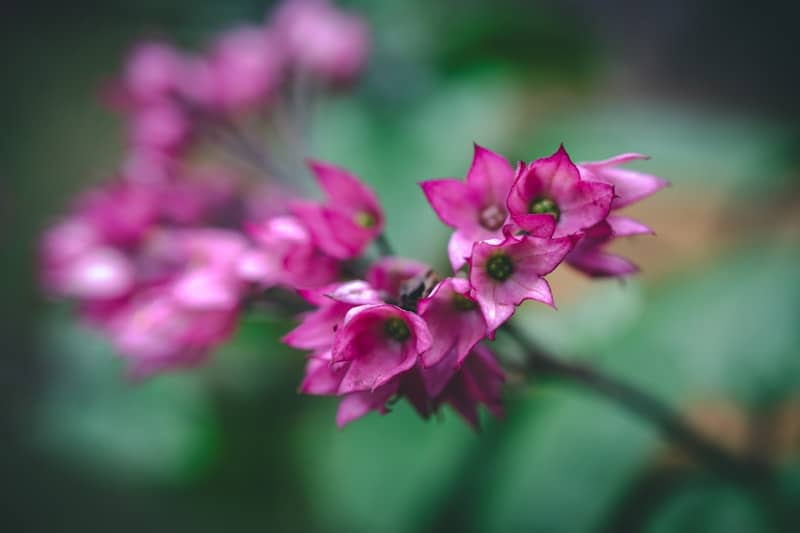 Close-up of vibrant pink flowers with blurred green background.