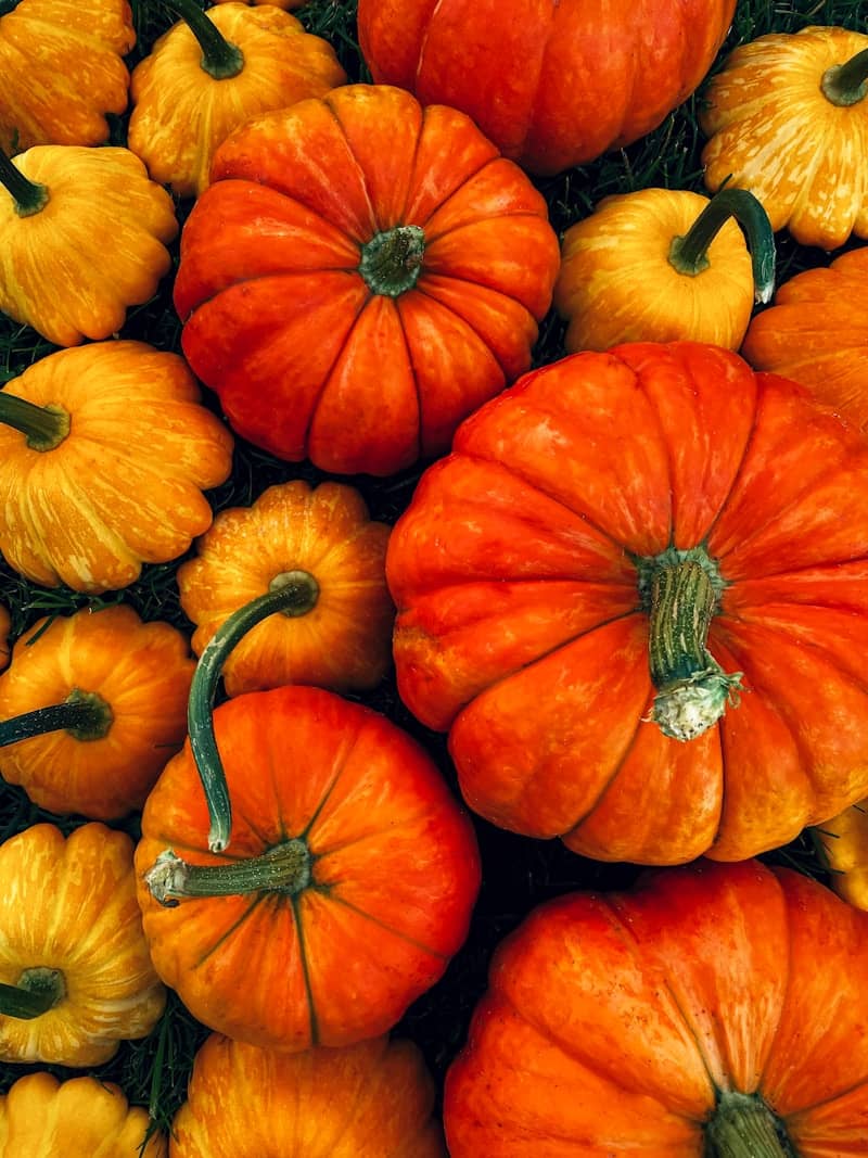 A variety of colorful pumpkins and gourds arranged together.