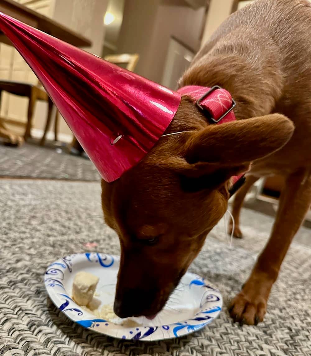 Poppy, a brown dog, wearing a party hat and eating ice cream