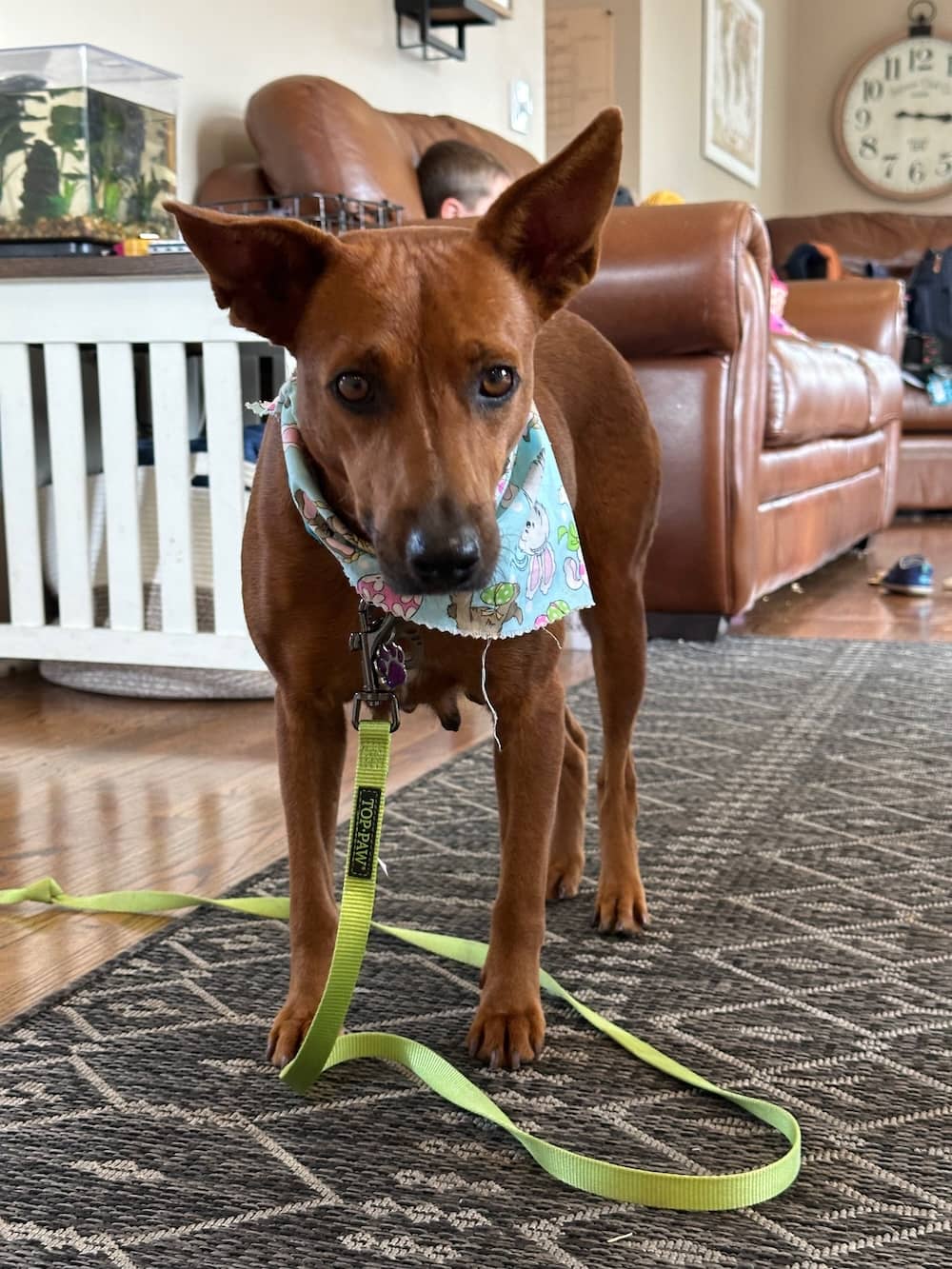 Poppy, the 2 year old Cunucu from Aruba