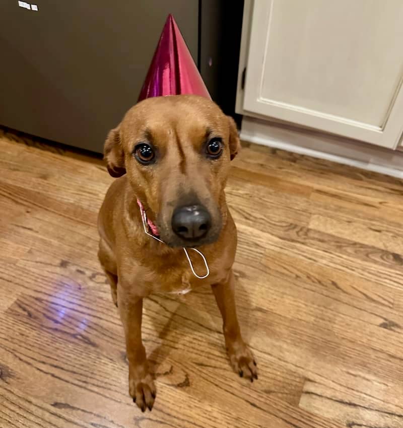 Poppy, a brown dog, wearing a party hat