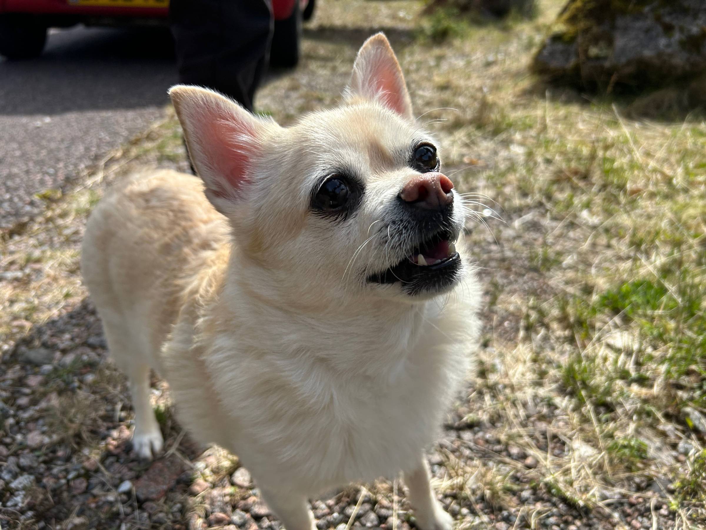 A chonky white chihuahua