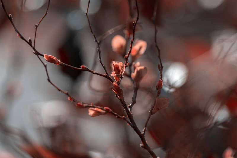 A delicate branch with blossoms in soft light.