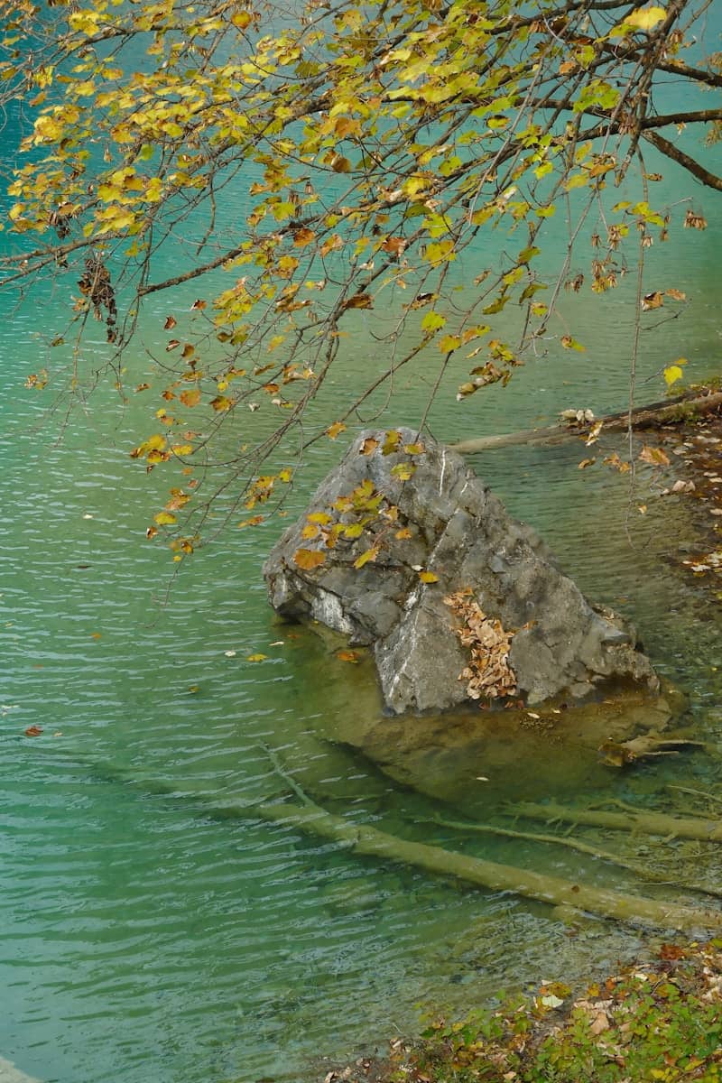 Autumn leaves hang over a rocky shore with clear water