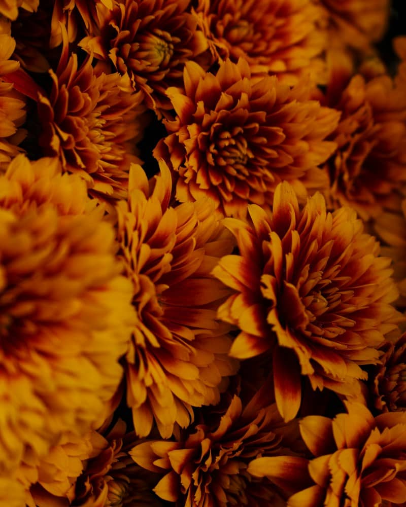 A cluster of vibrant orange and deep red chrysanthemum flowers in full bloom