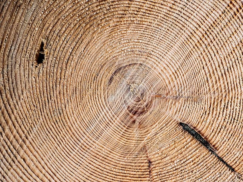 Close-up of a tree trunk cross-section with rings.