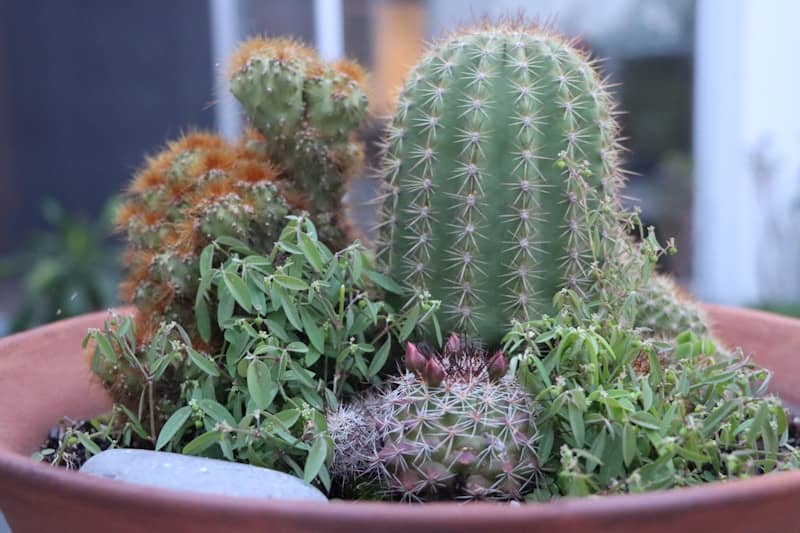 A variety of cacti and succulents are shown.