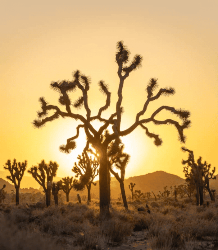 Cactus with a sunset behind it