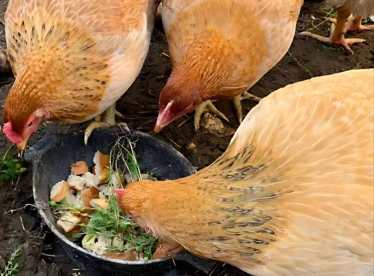 Three chickens eating from a dish.