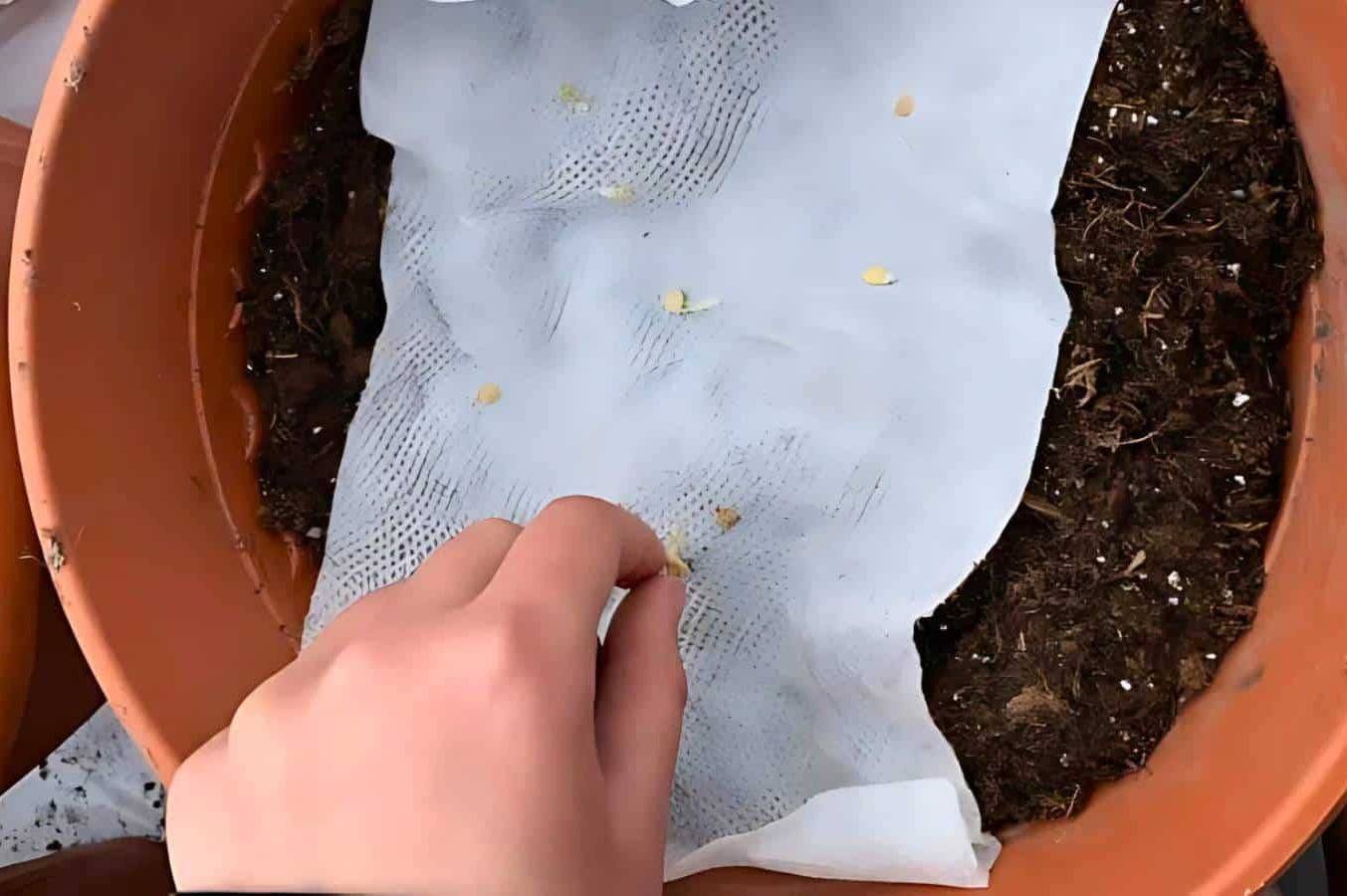 Seed saving.
