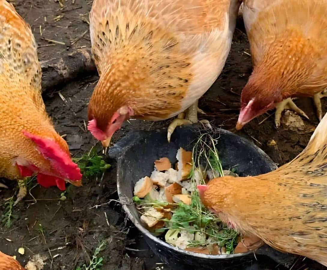 Backyard chicken flock eating scraps.