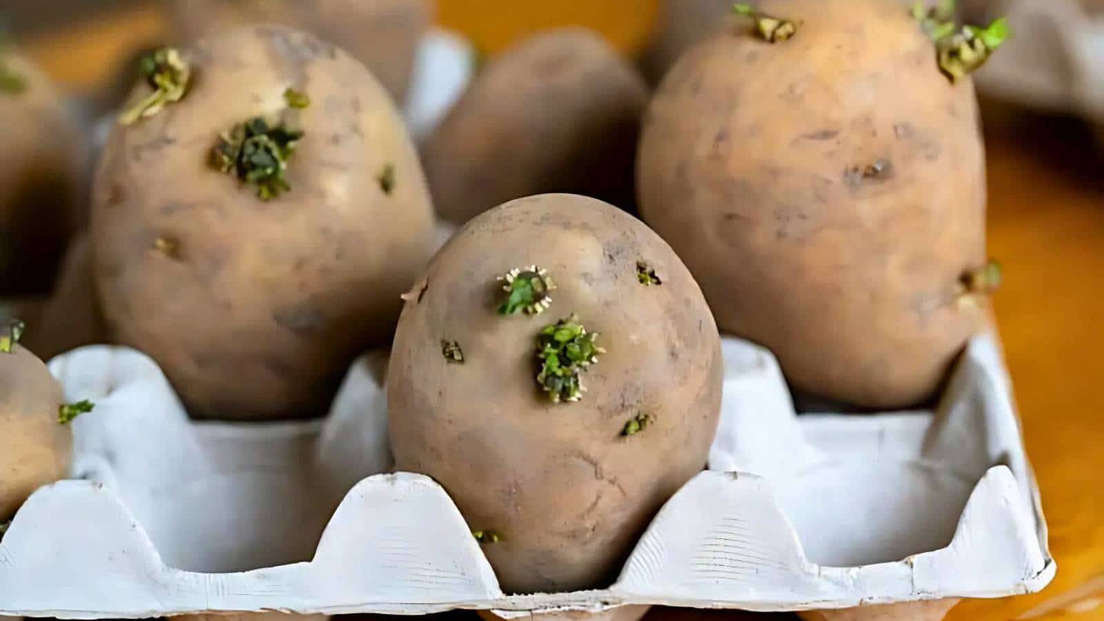 Potatoes sprouting