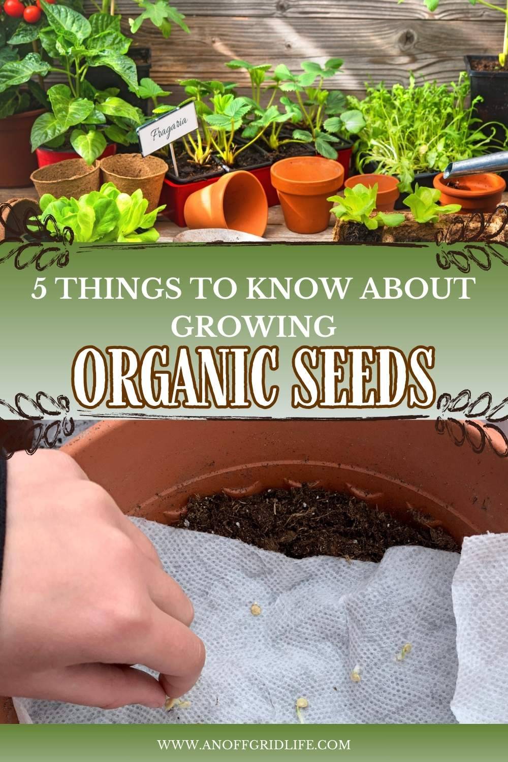 Solar panels, organic seeds & dandelion salve