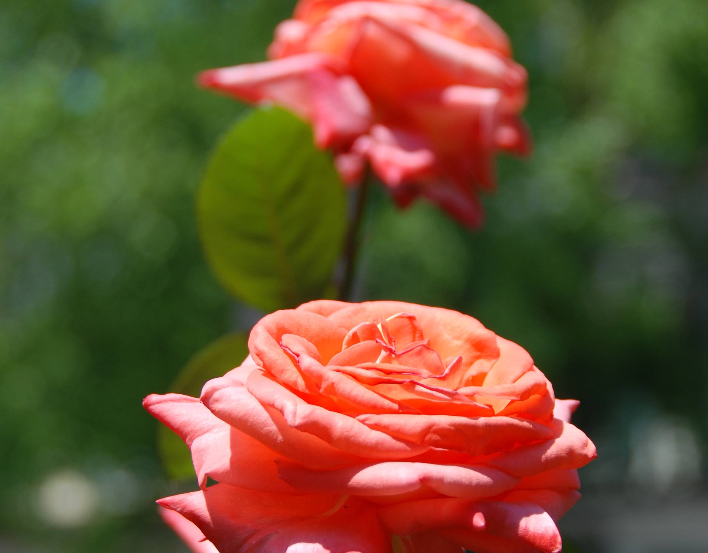 Kissing Roses (Photo by Ramsey Hanhan)