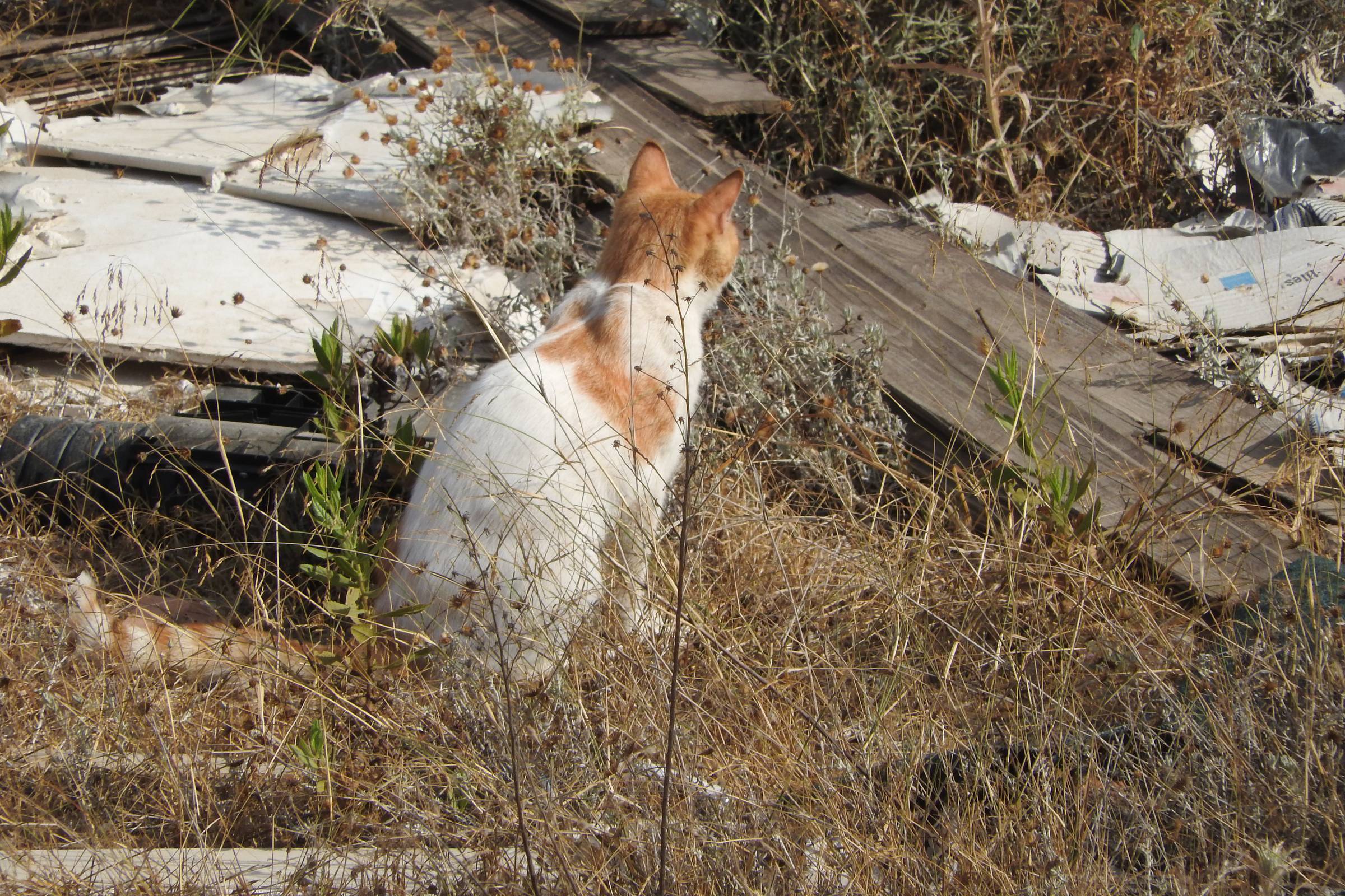A cat amid rubble in Ramallah, Palestine