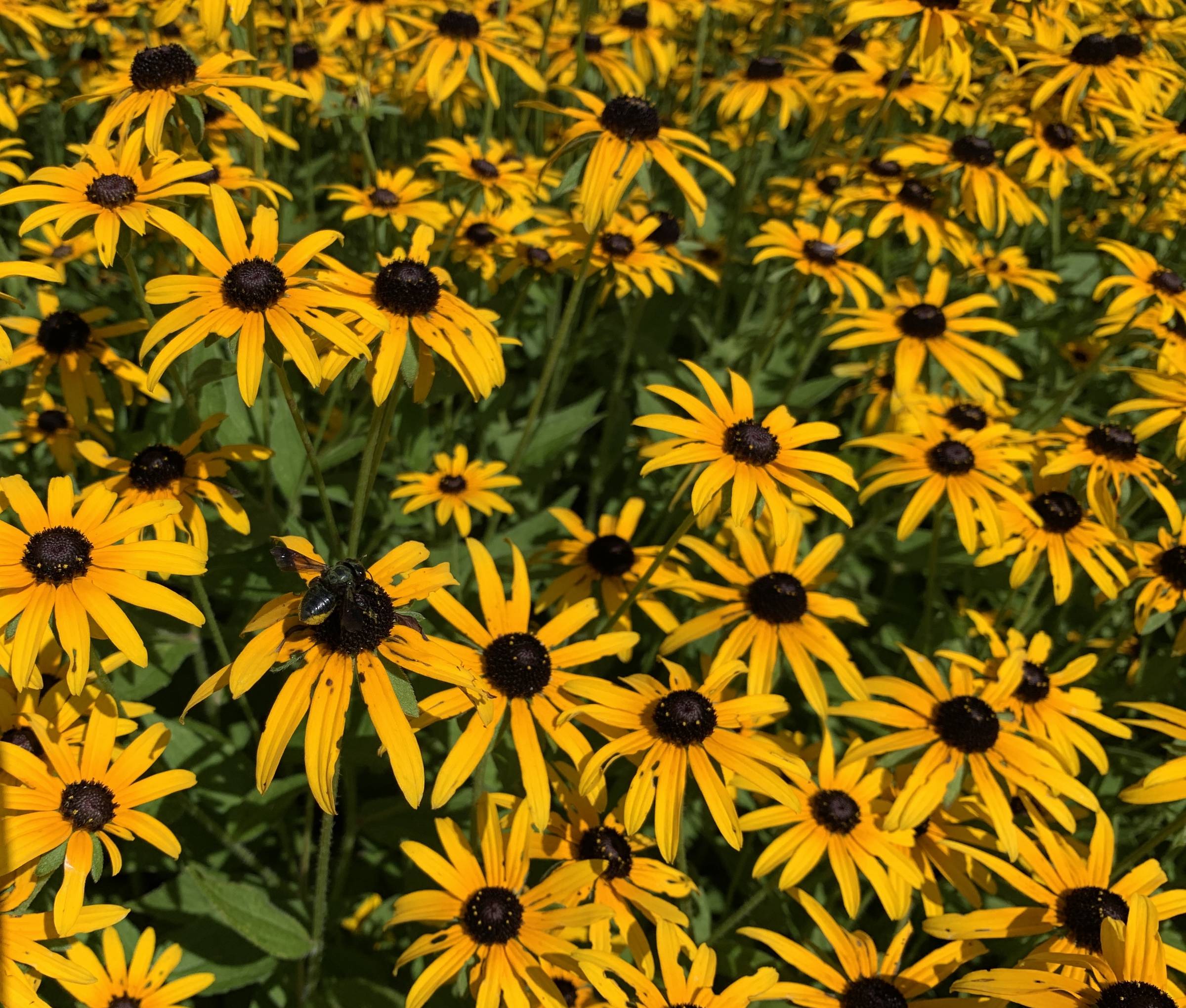 A field of black-eyed susans
