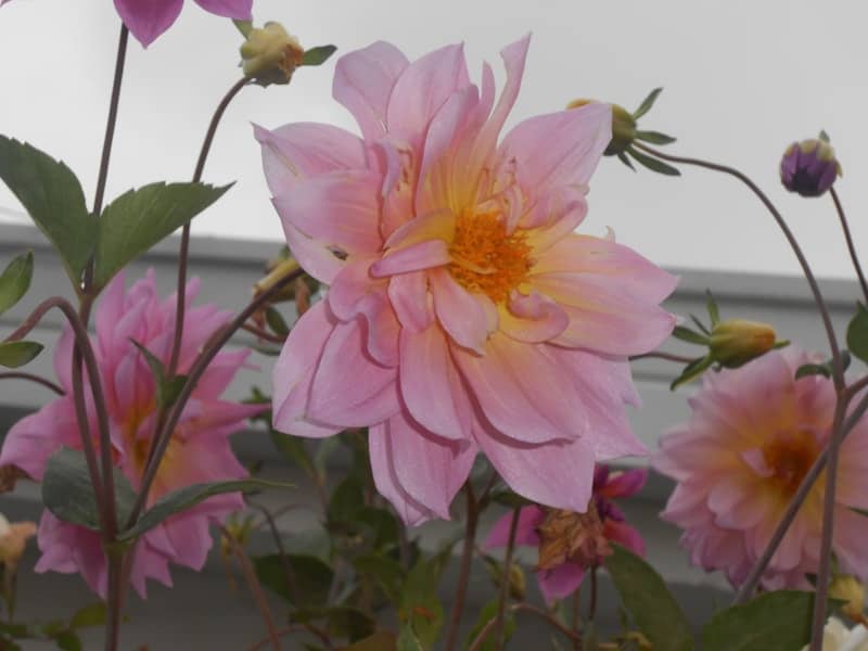 Close-up of delicate pink dahlia flowers blooming outdoors.