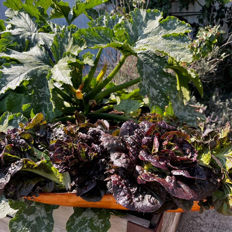 Tray of beautiful purplish lettuces set on a raised bed with zucchini plant in the background.