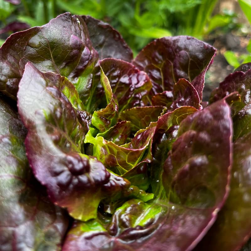 Close-up of the shiny purplish lettuce rosette, with small inner leaves nestled below the outer ones.