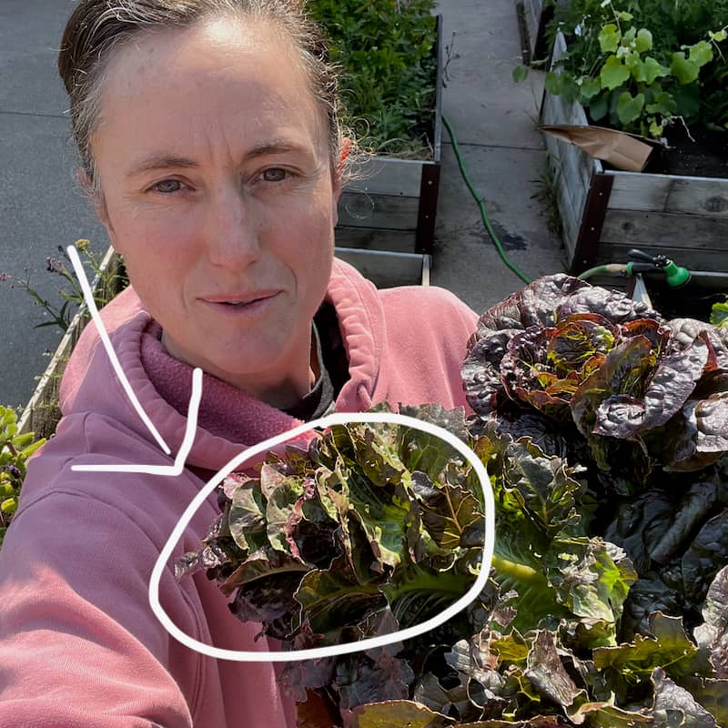 Same picture as above, but with the elongating, cone shaped lettuce circled for emphasis