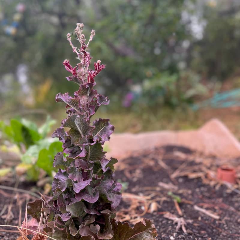 A purple lettuce bolting, shaped like the eifel tower, broad at the base, with a tall stalk in the middle.