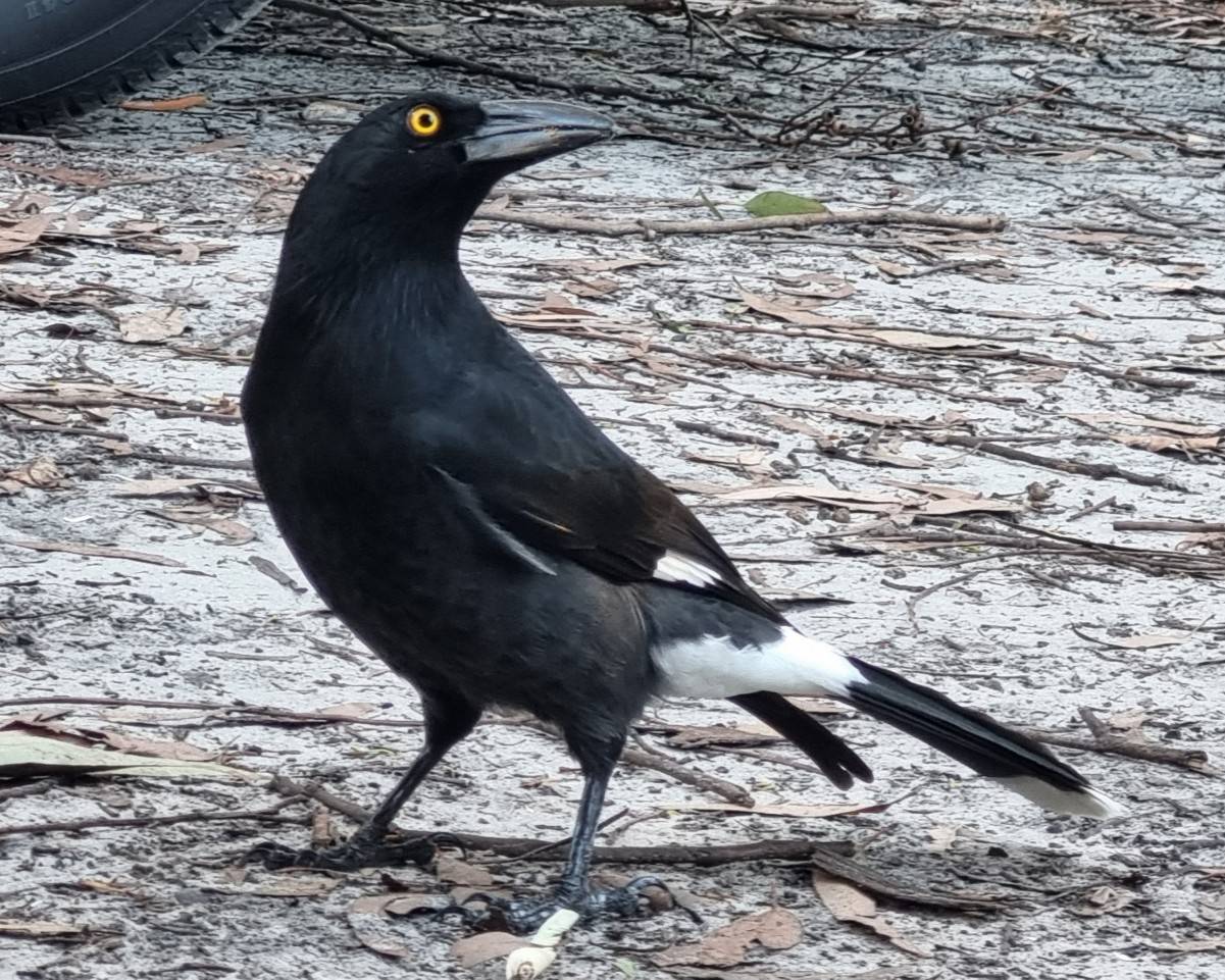 Currawong Bird