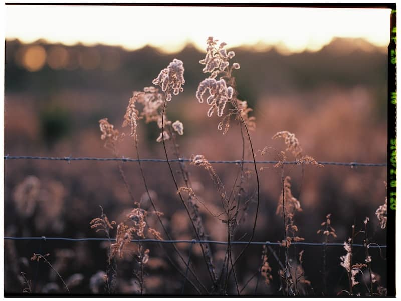 Dry grass and a barbed wire fence at sunset