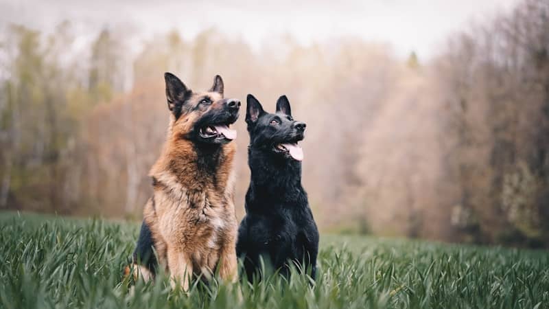 black and tan german shepherds on green grass field during daytime
