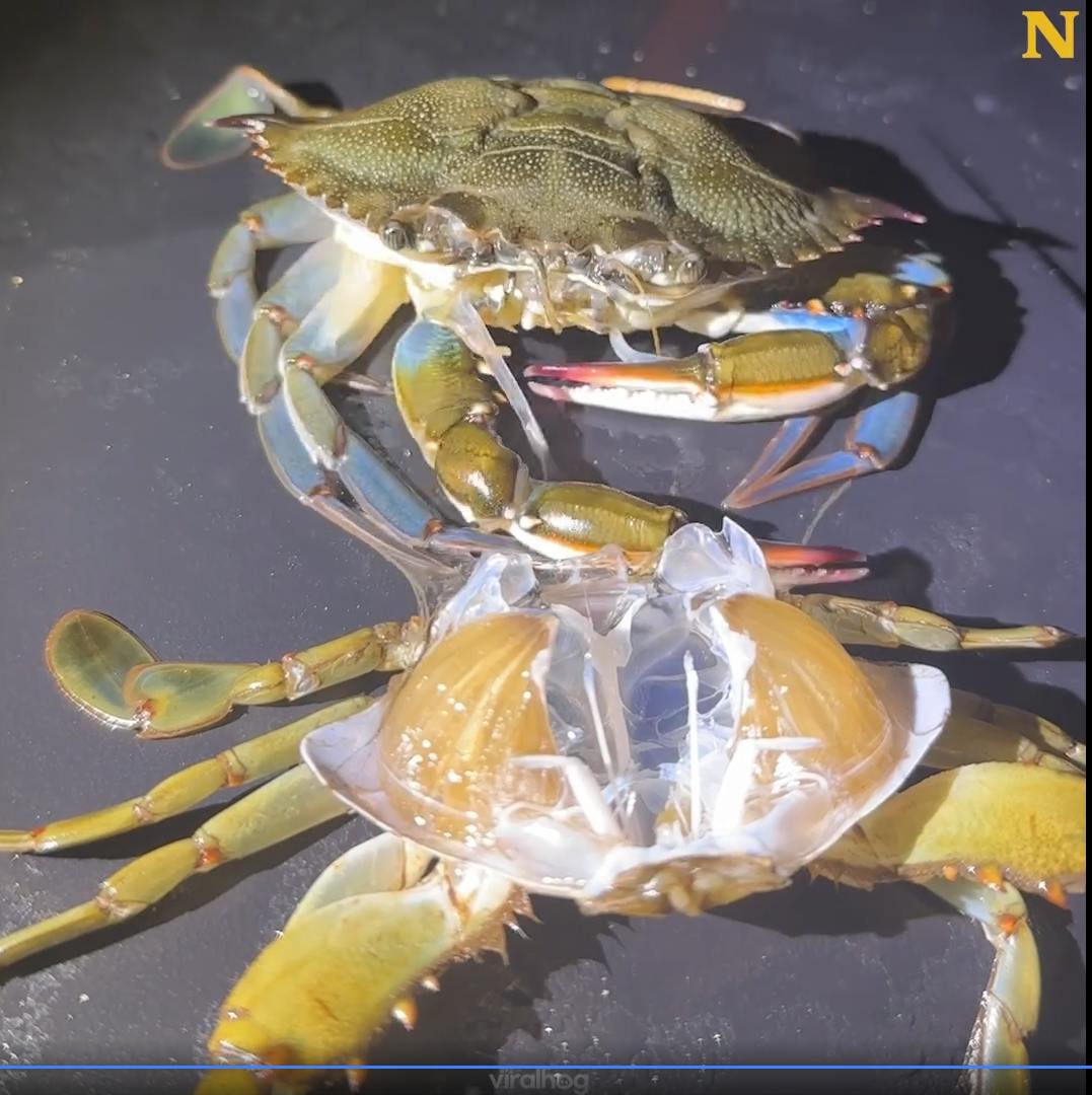 Crab Shedding Its Old ExoSkeleton Shell