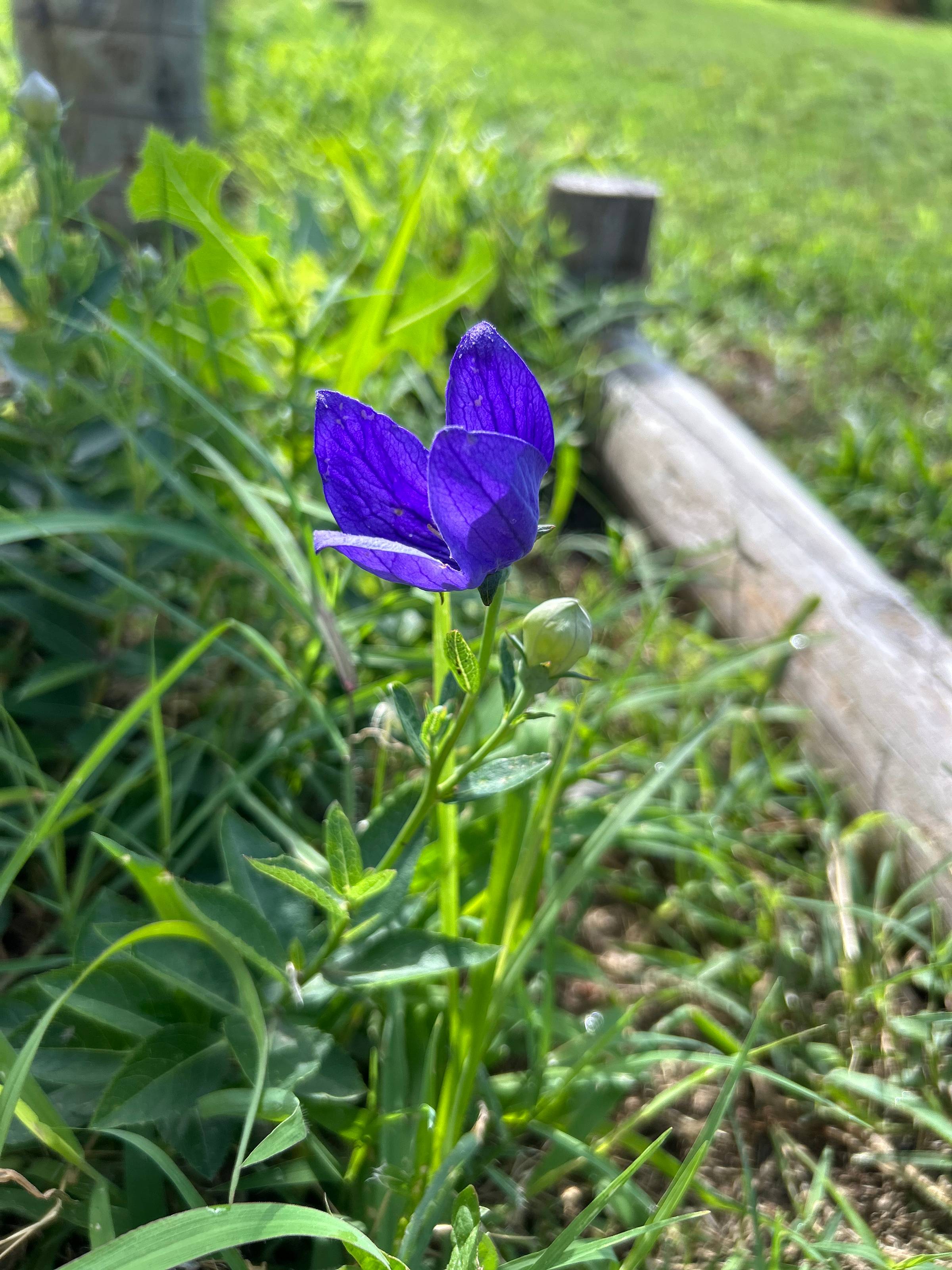 Columbine Blooms