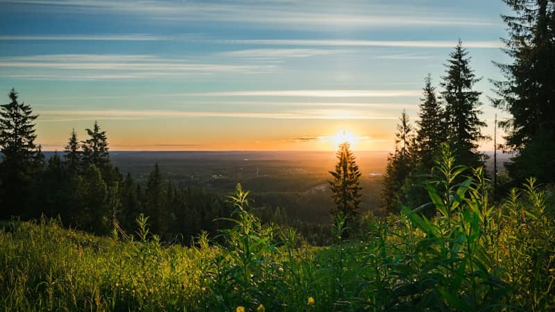 Golden sunset illuminating a dense forest and grassy hill.