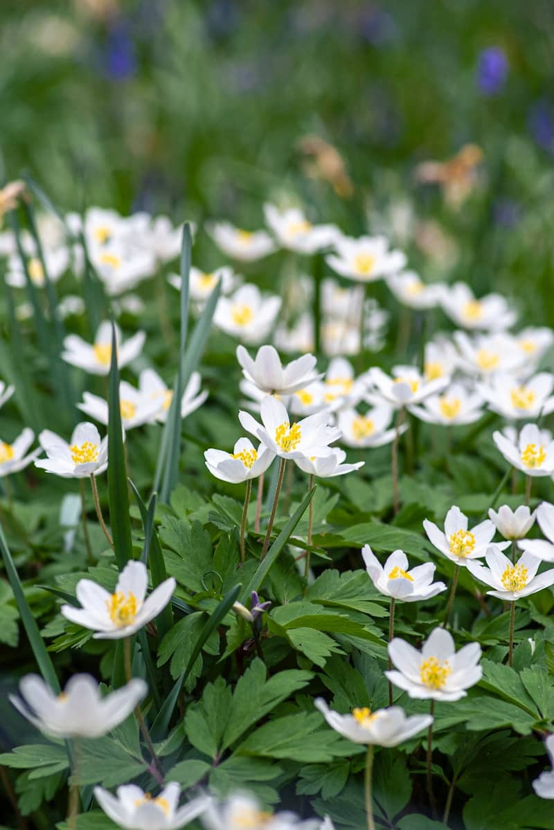 White Daisies