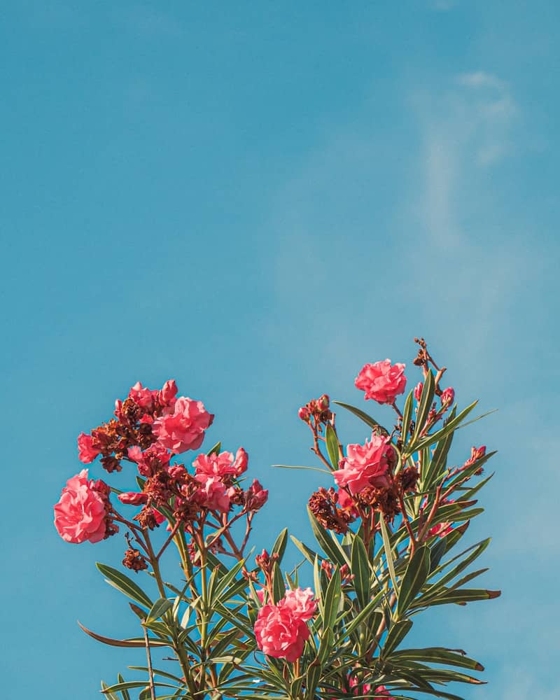 Pink flowers blooming against a clear blue sky.