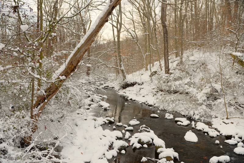 A snowy forest with a stream and fallen tree.
