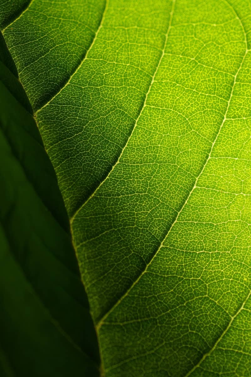 A close up view of a green leaf