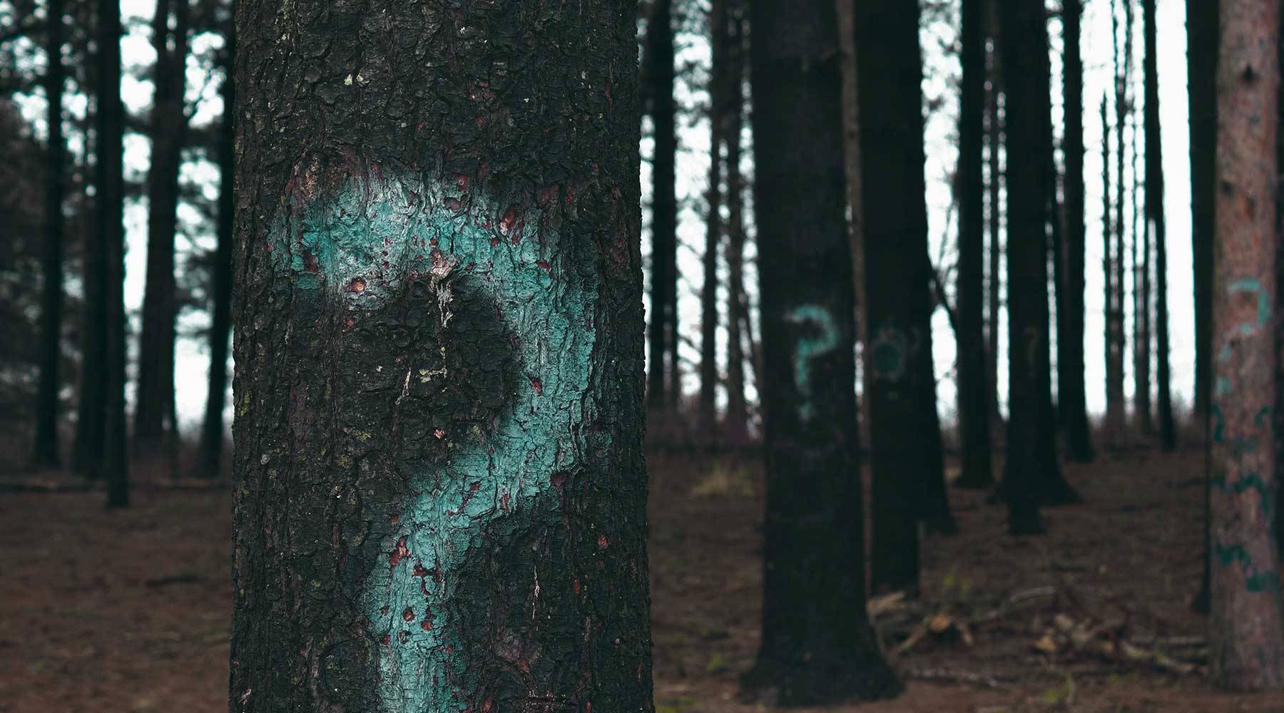 differentiation question marks on trees in the forest